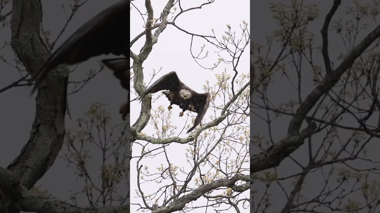 Peregrine Falcon Bird 