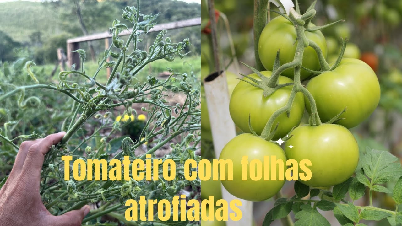 Tomateiro com folhas atrofiadas saiba como resolver com facilidade. 