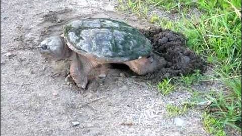 Turtle Digging a Hole to Lay Eggs