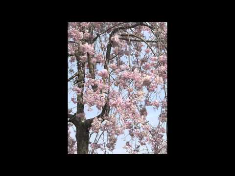 The Rose And The Lilly Video