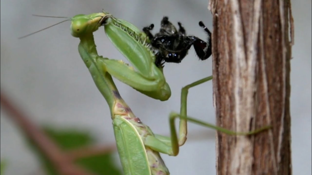 Mantis animations