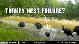 Turkey Nest Failure! Facts About Hens Renesting You Never Knew!