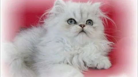 Watch the video about Gatos persas persian kitten chinchillas goldens