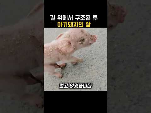도로 한복판에서 발견된 아기 돼지, 그 후 놀라운 이야기