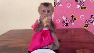 She Is Very Politely Baby Monkey With Outfit Pink Dress Eating