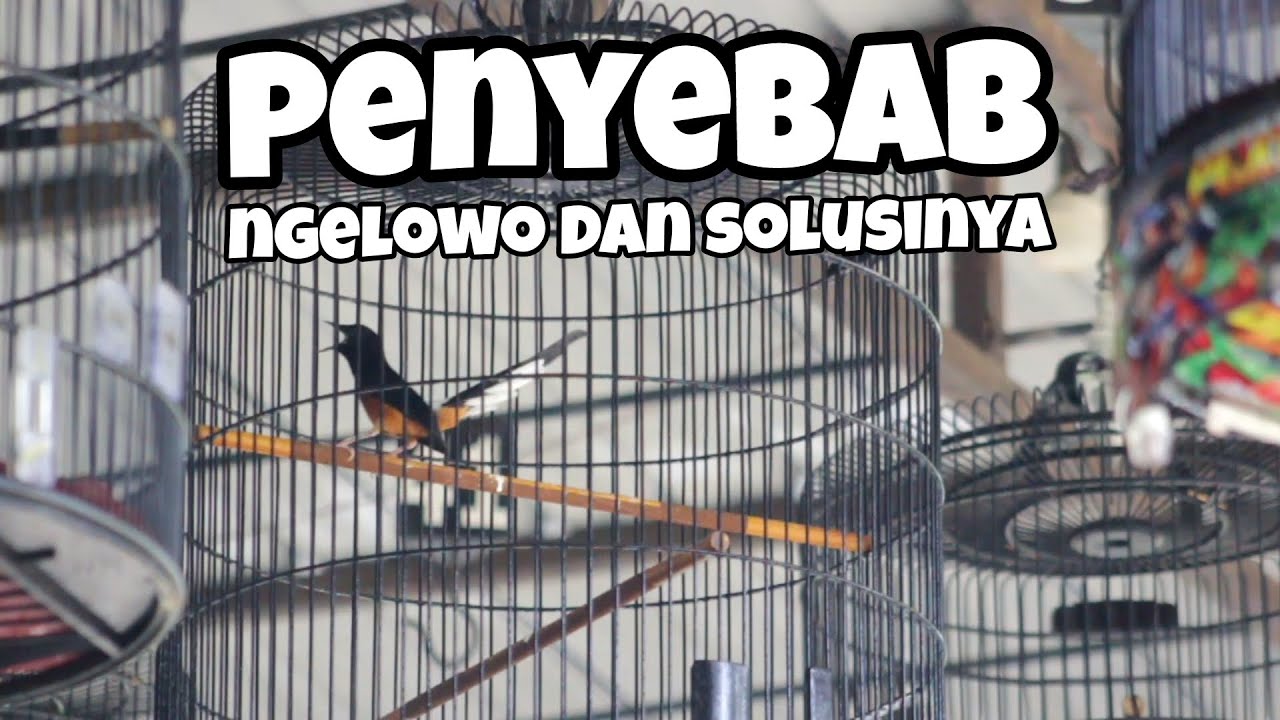 Penyebab murai batu ngejar lawan , ngelowo dan mangap saat di gantang 