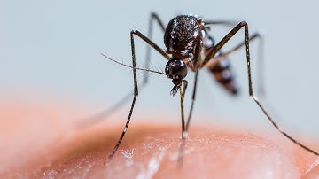 UK Professor & Alum Develop Unique Approach to Control Mosquitoes (2014 video)