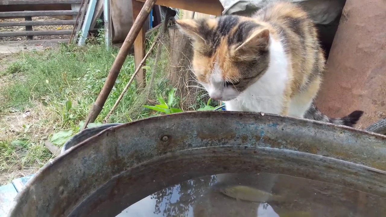 КОШКА ЛОВИТ РЫБУ - YouTube