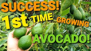 MY Easy TIPS For Growing Avocado  Successfully