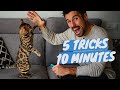 Learn 5 cat tricks in 10 minutes  easy  cool clicker training tricks