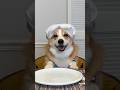 My corgi hosted a dinner party! @TransformerTable