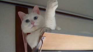 動画20100330たらお嬢さんのペロペロ.AVI