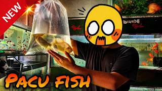 Buying New Pacu Fish 🐟 | Complete Beginner’s Guide (Care, Tank Setup & Cost)