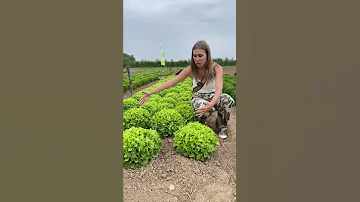 Салат - произведение искусства