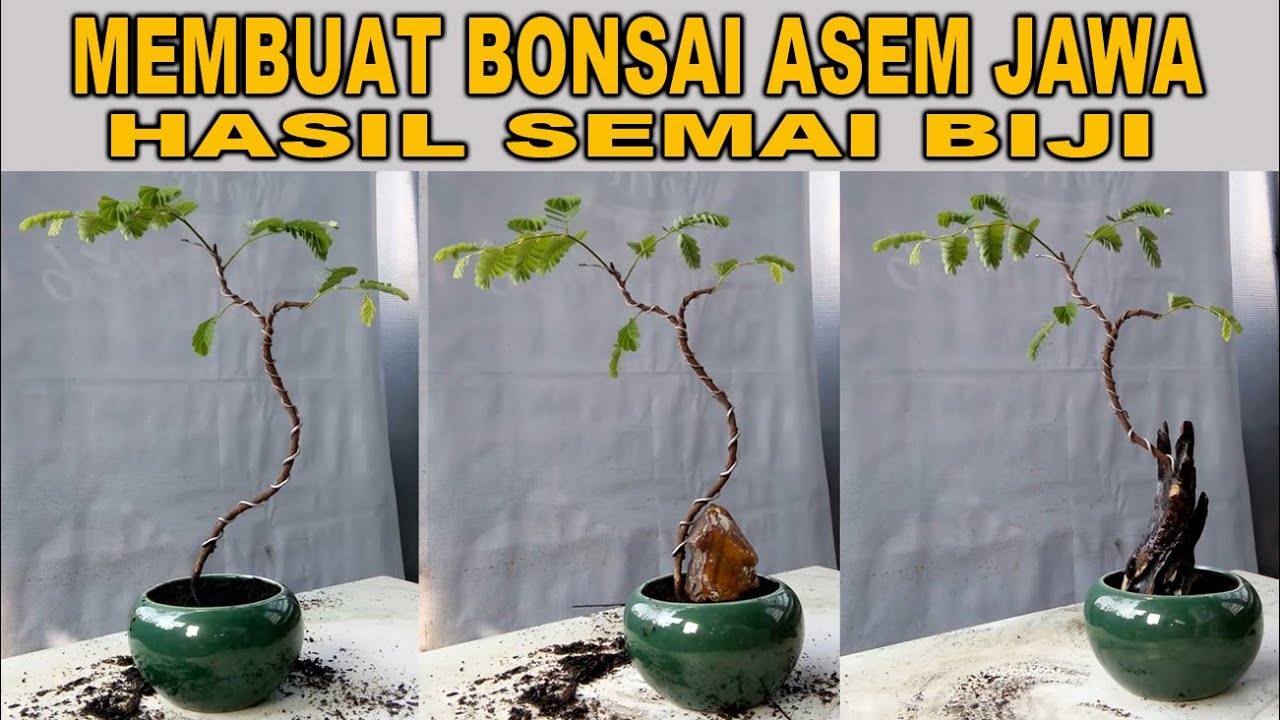 Membuat Bonsai  Asem  Jawa  Dari Semai Biji YouTube