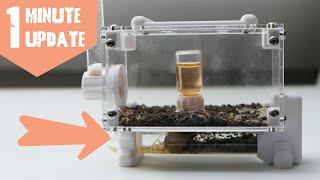 Lasius Niger | One Minute Update