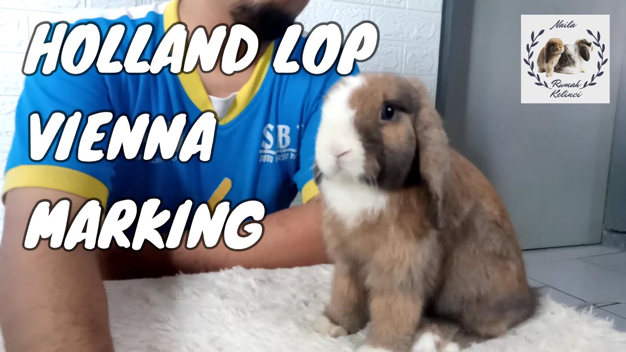 HOLLAND LOP VIENNA MARKING - YouTube