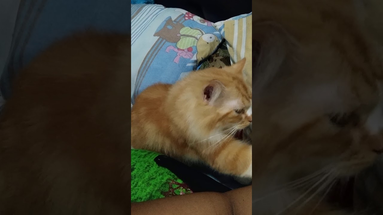 Oyen - YouTube