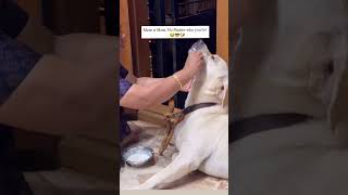 Pov Mom Is Mom, No Matter Who Youre Labrador Dog