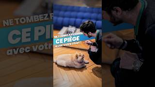 Ne Tombez Pas Dans Ce Piège Avec Votre Chiot Ft.