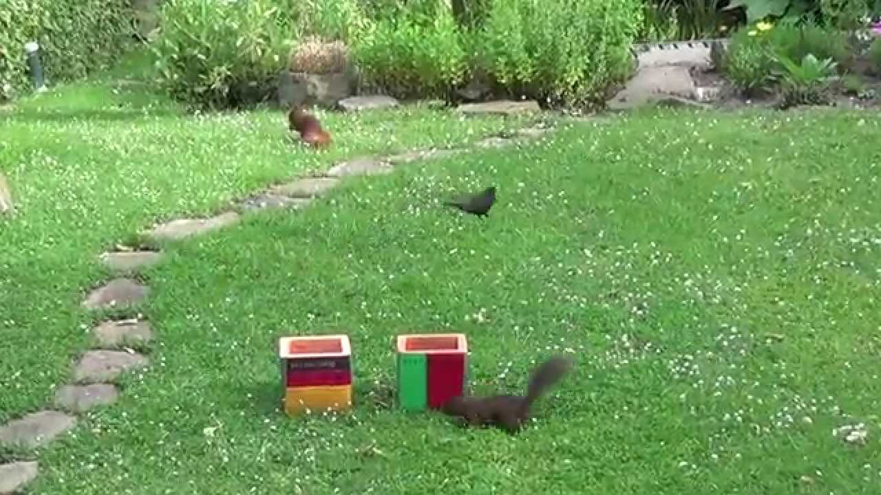 Deutschland Spielstand Deutschland Spielstand
