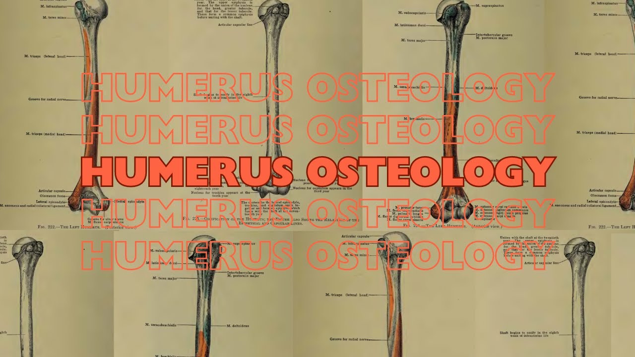 Humerus Osteology