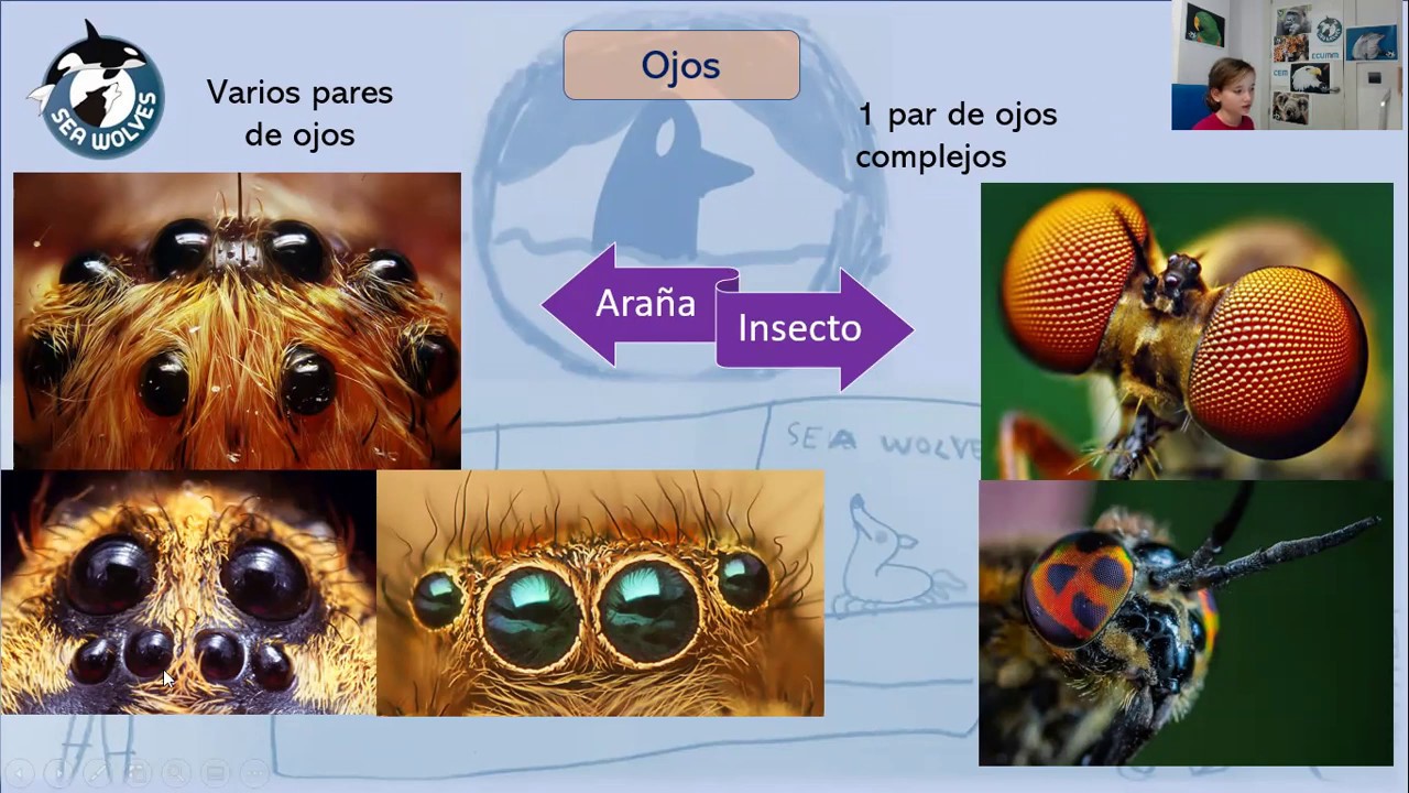 Sea Wolves KIDS Arañas e Insectos