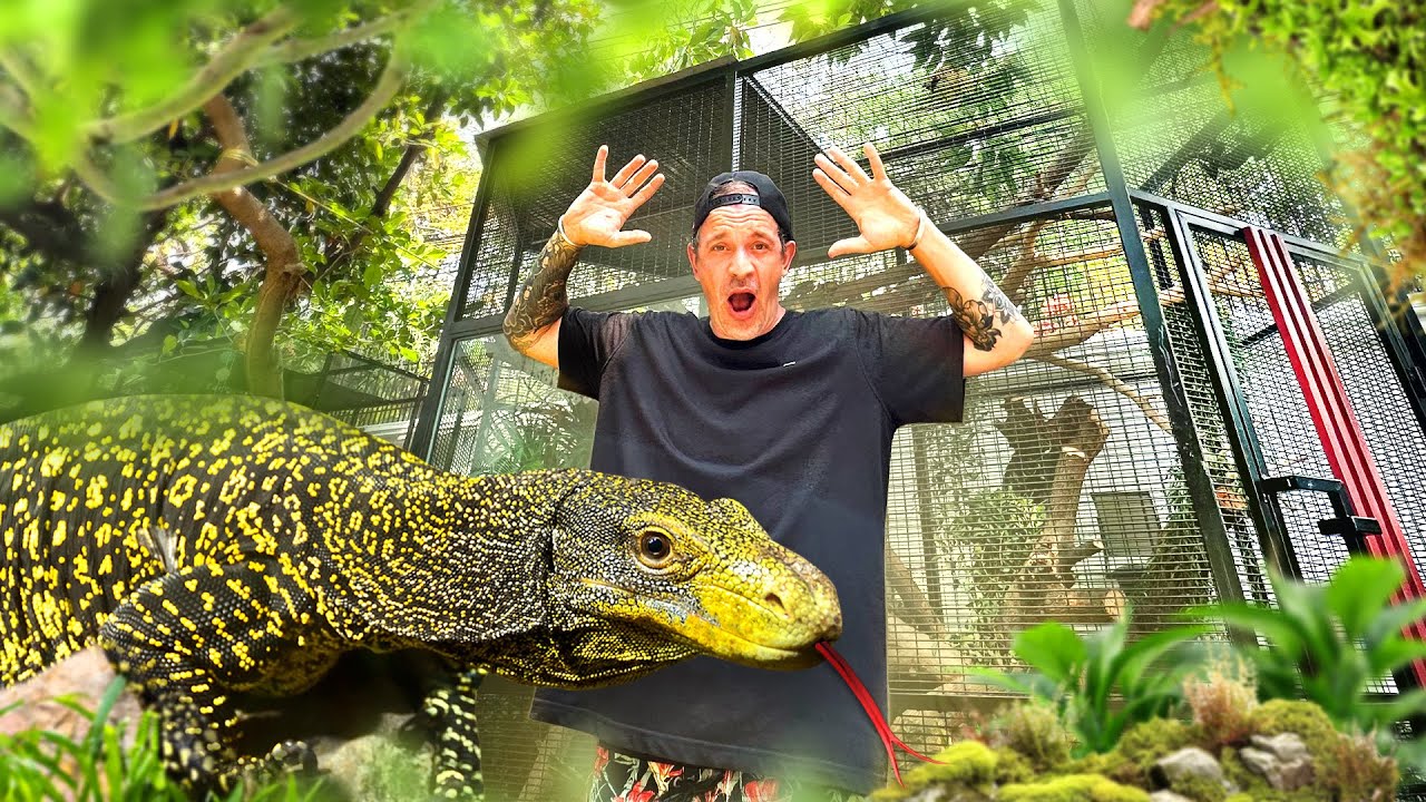 Mon NOUVEAU VARAN CROCODILE découvre sa VOLIÈRE XXL ! TOOPET