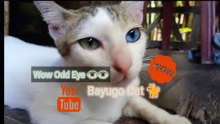 wow odd Eyed👁️👁️ Cat alagang bayugo 😲