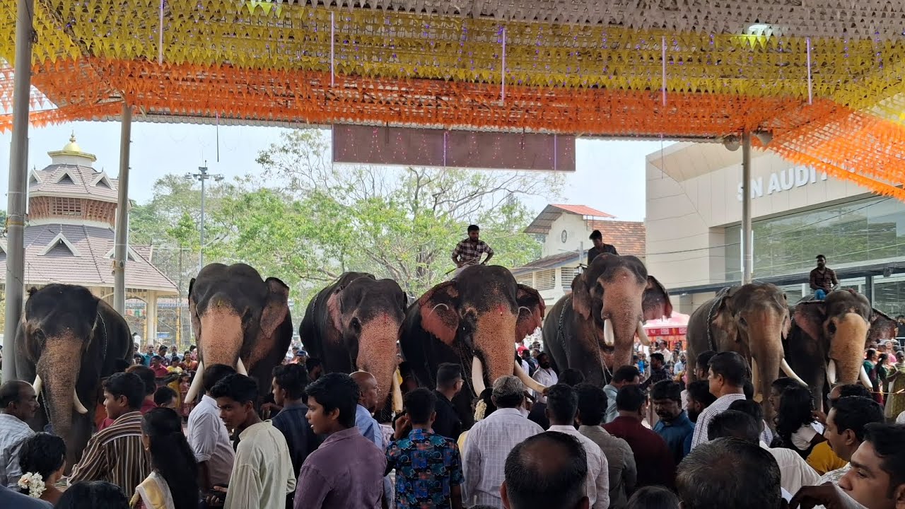 ശ്രീ ഭവാനീശ്വര മഹാ ക്ഷേത്രത്തിൽ ആനയൂട്ട്ന് വന്ന ഗജ വീരന്മാർ - പള്ളുരുത്തി #elephant #fullvideo 