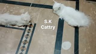 Cat mating tips | how to breed cat | best cat mating | Persian Cat Gujranwala