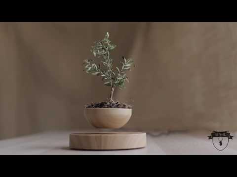 Video: Levitating Pot: Funksjoner I Flying Flower Flowerpots. Hvordan Fungerer En Magnetisk Gryte Som Flyter I Luften?