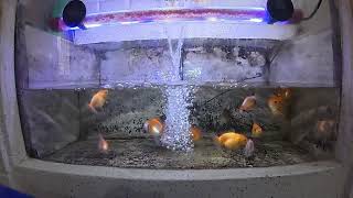 Download Lagu Nike Ardilla Kumpulan Lagu Terbaik - Lagu Nostalgia Indonesia 80an 90an Paling Populer MP3