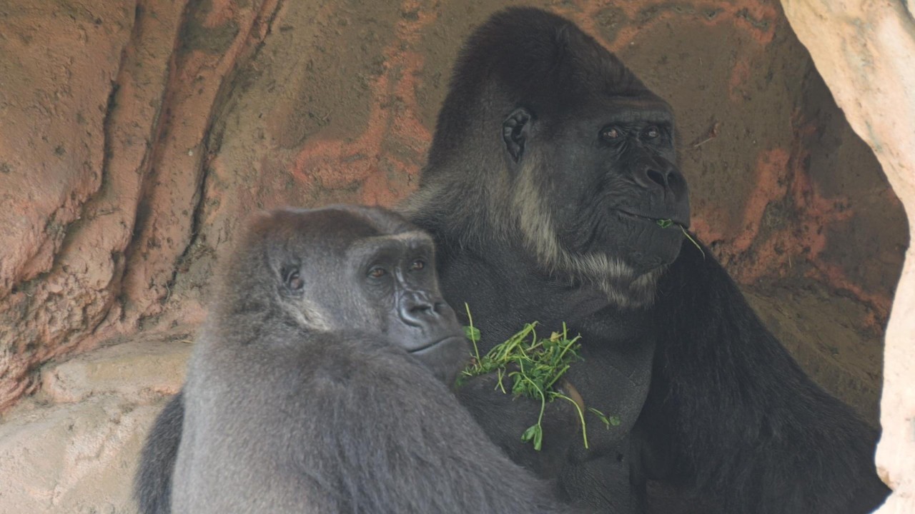 Don't give in to Momoka's pressure, Monta. Chiba City Zoo, Gorilla