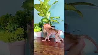 #monkey #monkeysr #babymonkey #adorably #cute #adoreble #animals #animallife #adorable #babymonkey