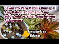 Mabilis Na Paraan para Kumapal at Dumami Ang Suhi,Suloy or Saha Nang Inyong Aglaonema