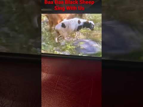 Baa Baa Black Sheep Part 3 