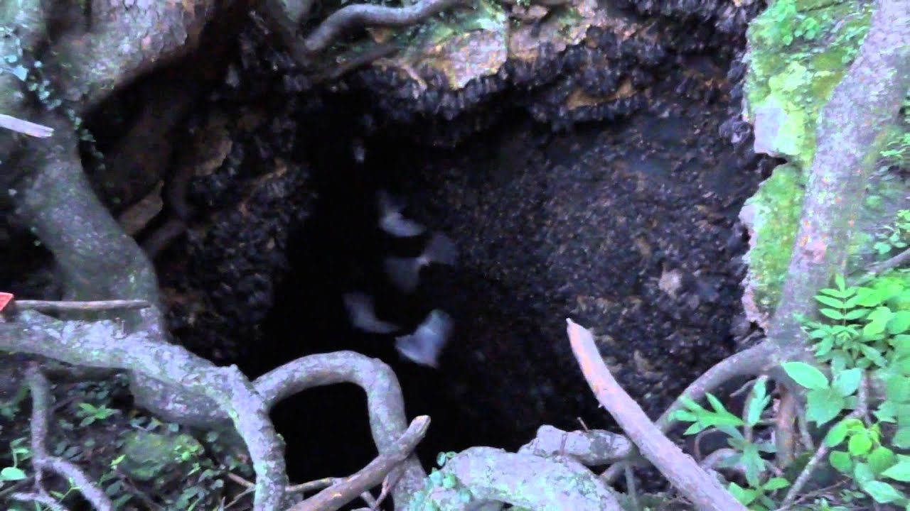 Bat Cave on Samal Island near Davao Philippines YouTube