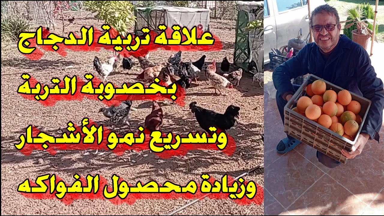 علاقة تربية الدجاج بخصوبة التربة وتسريع نمو الأشجار وزيادة محصول الفواكه.