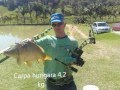 Pesca de carpa com arco e flecha - PSE Archery.