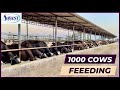 1000 cows feeding at indias biggest dairy farm   savant dairy farm