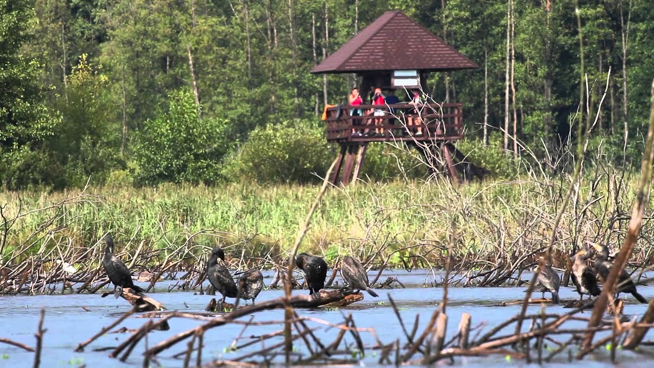 Poleski Park Narodowy - Polesie w Naturze - YouTube