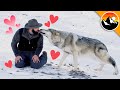 MY FIRST KISS... with a WOLF!