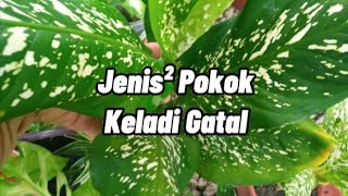 Jenis jenis Keladi gatal, yg bahaya kpd Kanak Kanak..