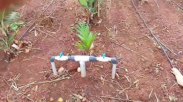 Hệ thống tưới nước nhỏ giọt tiên tiến trên thế giới| chuối cấy mô