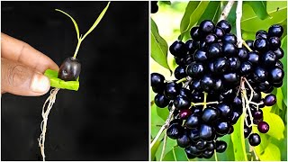 Unique Skill Grow Java Plum Trees From Java plum Fruits With Aloe Vera Boost Root For Growing Faster