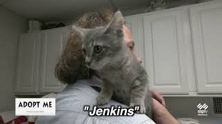 Hazleton Animal Shelter's "Adopt Me" - June 29, 2026