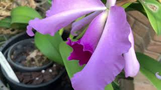 Чудесные Каттлейные Гибриды в Цвету. Rlc. China Lady. BEAUTIFUL CATTLEYA HYBRIDS