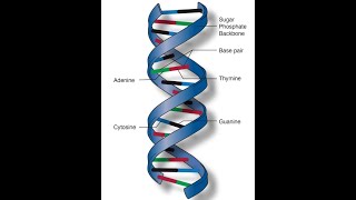 Introduction to Bioinformatics | A Beginner-Friendly Guide