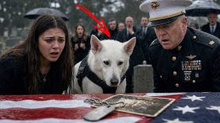 White K9 Appeared at a Marine’s Funeral — Then He Dropped a Letter Beside the Coffin.